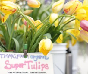 Tulips