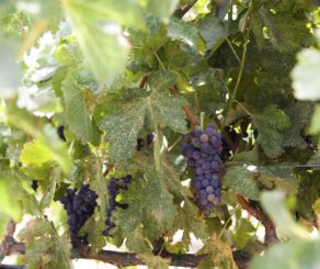 Grape Cluster on Vine