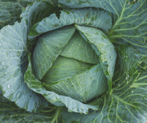 Cabbage