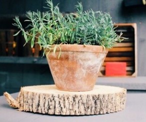 Potted Rosemary