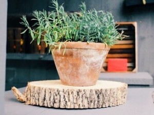 Potted Rosemary