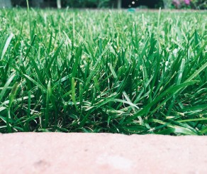 lawn