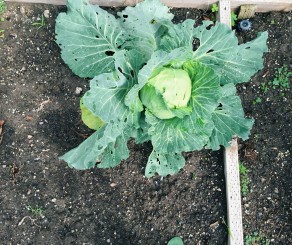 Cabbage in a home garden