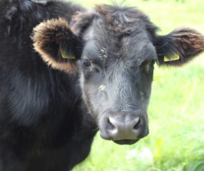 Cow