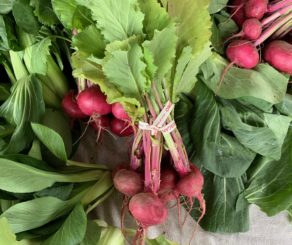 Farmers Market Radishes