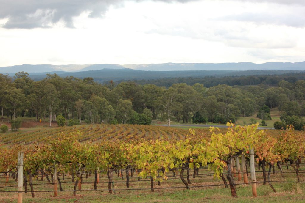 Organic Grape Vines