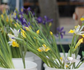 Farmers Market Flowers In buckets