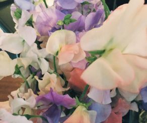 Sweet Pea Flowers