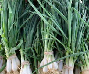 farmers market green onions