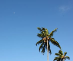 Photo of the sky and palm trees promoting SPF products