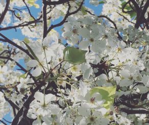 Spring Flowering Tree