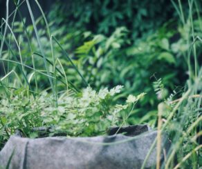 Organic Cilantro in garden