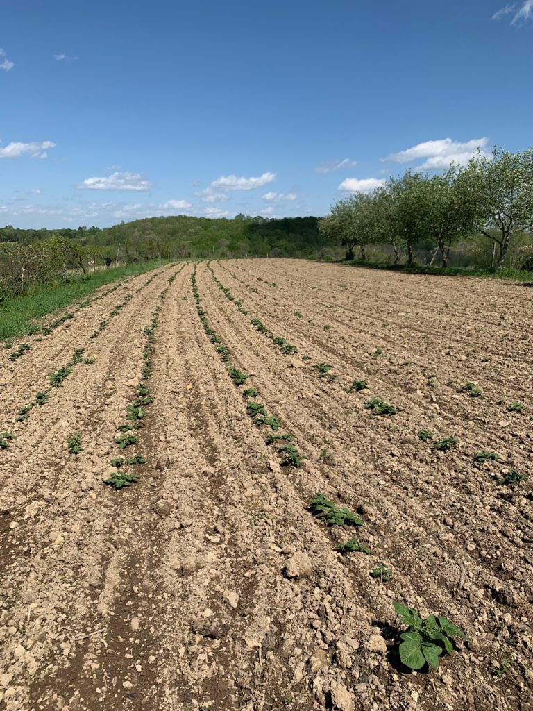 Long Hungry Creek Farm Field