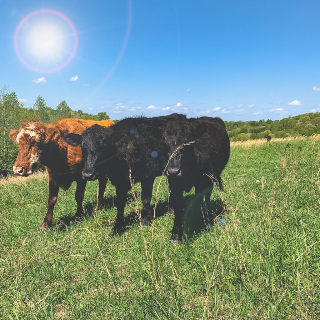 Cows in a field on farm.