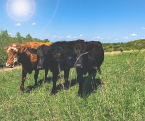 Barefoot Farmers Cows