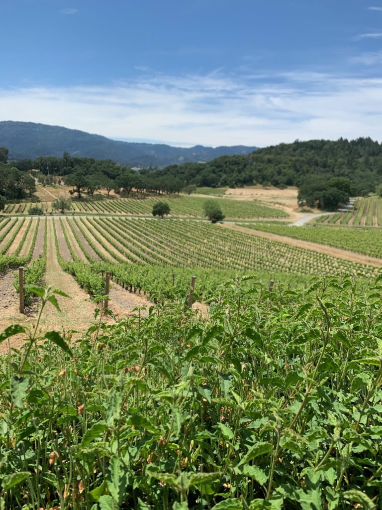 Napa Valley Vineyard