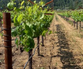 Grape Vines in a Vineyard