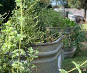 1892 Restaurant herb garden