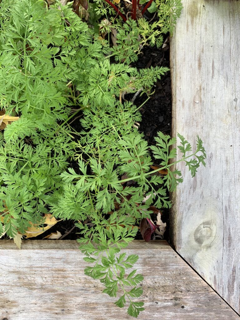 Carrot Tops