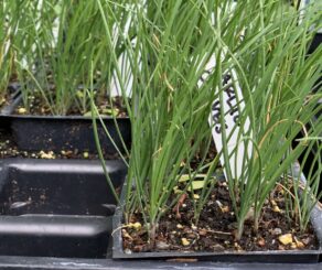 Herb Plants