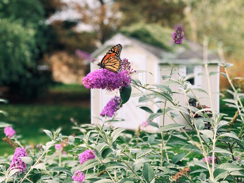 Monarch Butterfly