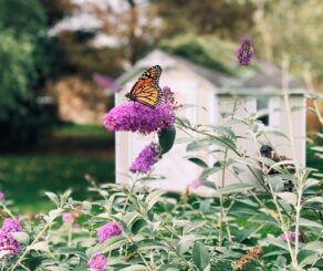 Monarch Butterfly