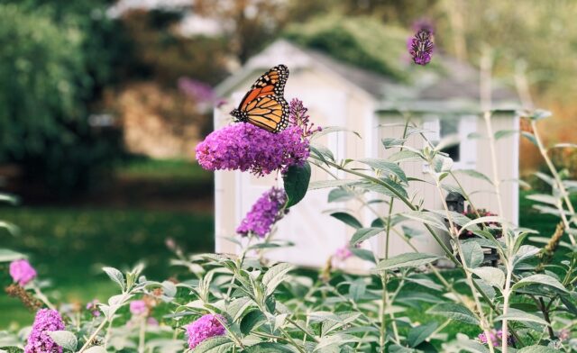 Monarch Butterfly