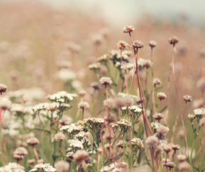 Wildflowers