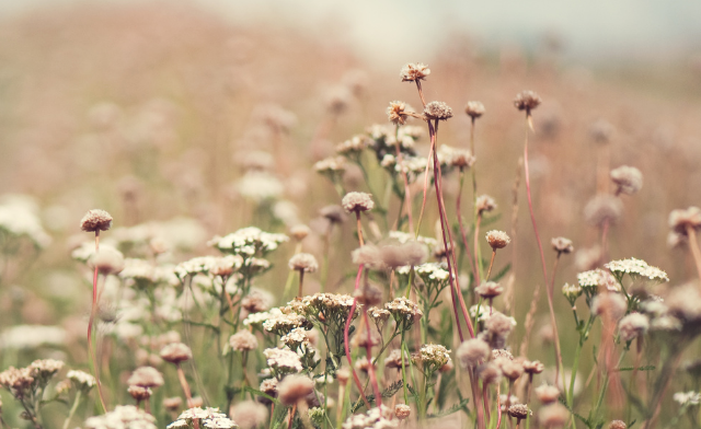 Wildflowers